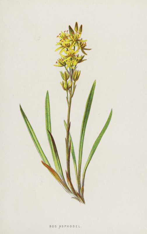 Bog Asphodel (مستنقع الكروم) بواسطة فريدريك إدوارد هولم