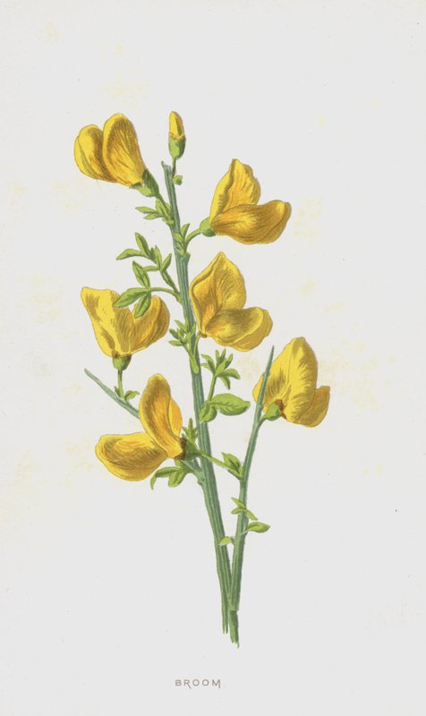 مكنسة (chromolitho) بواسطة فريدريك إدوارد هولم