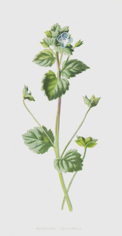 Buxbaums Speedwell (chromolitho) بواسطة فريدريك إدوارد هولم