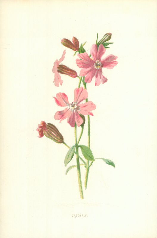 Catchfly بواسطة فريدريك إدوارد هولم