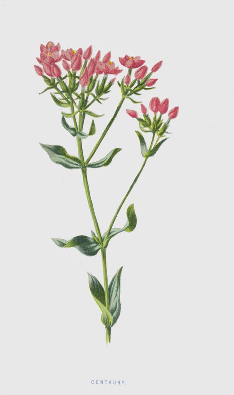 Centaury (chromolitho) بواسطة فريدريك إدوارد هولم