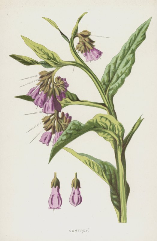 Comfrey (كروموليثو) بواسطة فريدريك إدوارد هولم