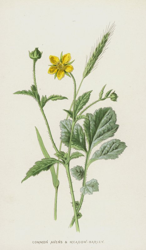 شائع Avens و Meadow-Barley (chromolitho) بواسطة فريدريك إدوارد هولم