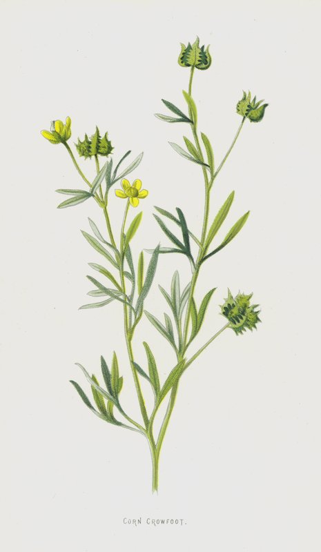 الذرة Crowfoot (chromolitho) بواسطة فريدريك إدوارد هولم