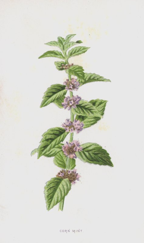 النعناع الذرة (chromolitho) بواسطة فريدريك إدوارد هولم