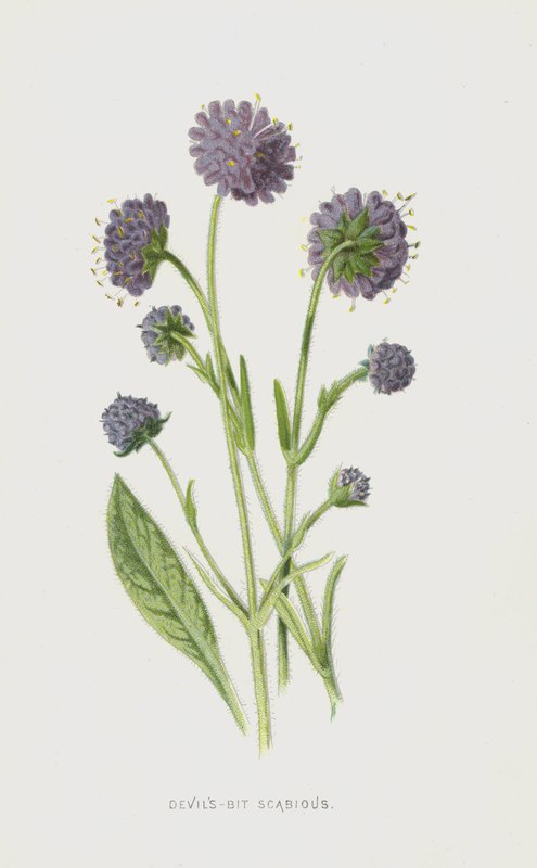 Devils-Bit Scabious (chromolitho) بواسطة فريدريك إدوارد هولم