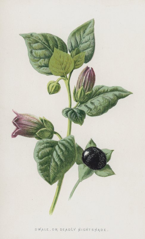 Dwale ، أو Deadly Nightshade (chromolitho) بواسطة فريدريك إدوارد هولم