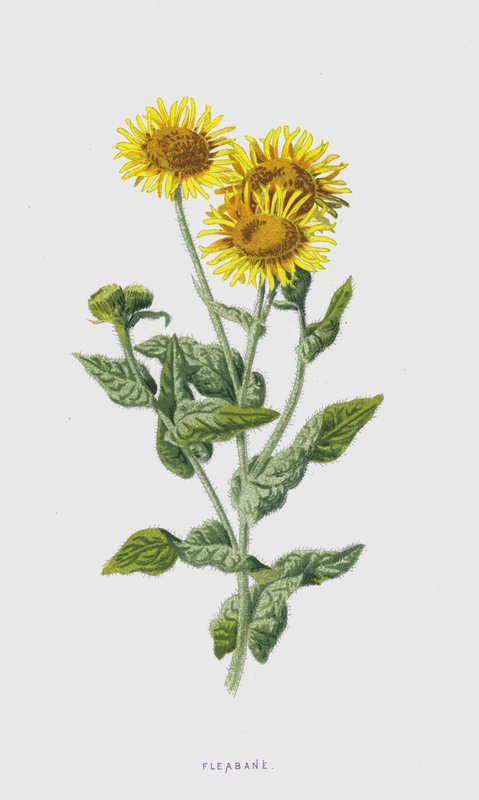 Fleabane (chromolitho) بواسطة فريدريك إدوارد هولم