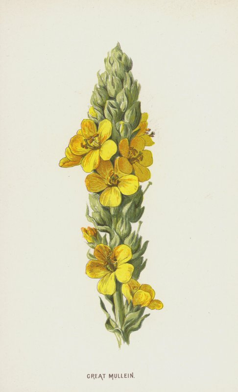 Mullein العظيم (chromolitho) بواسطة فريدريك إدوارد هولم