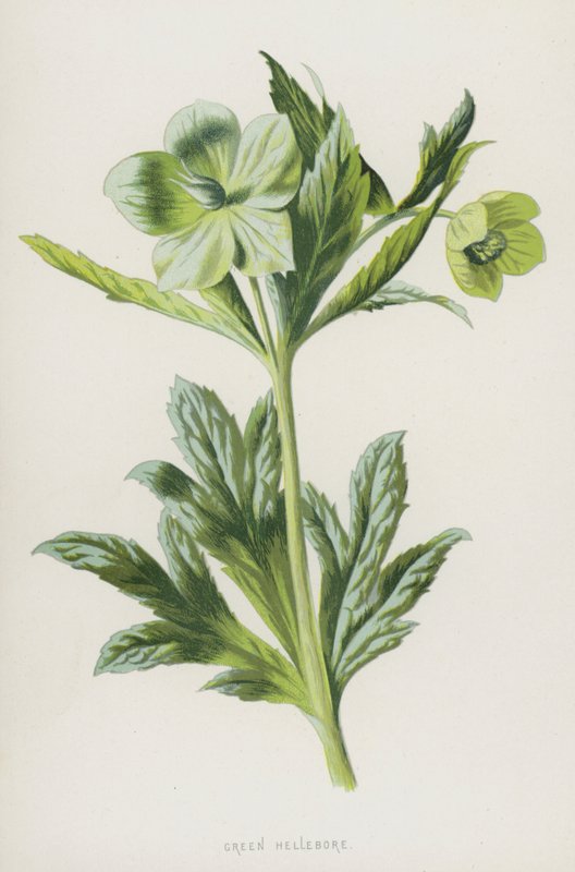 Hellebore الأخضر (chromolitho) بواسطة فريدريك إدوارد هولم