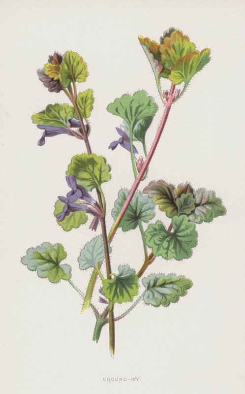 اللبلاب الأرضي (chromolitho) بواسطة فريدريك إدوارد هولم