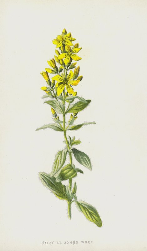 شعر St Johns Wort (chromolitho) بواسطة فريدريك إدوارد هولم