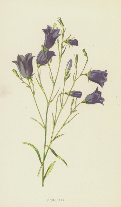Harebell (chromolitho) بواسطة فريدريك إدوارد هولم