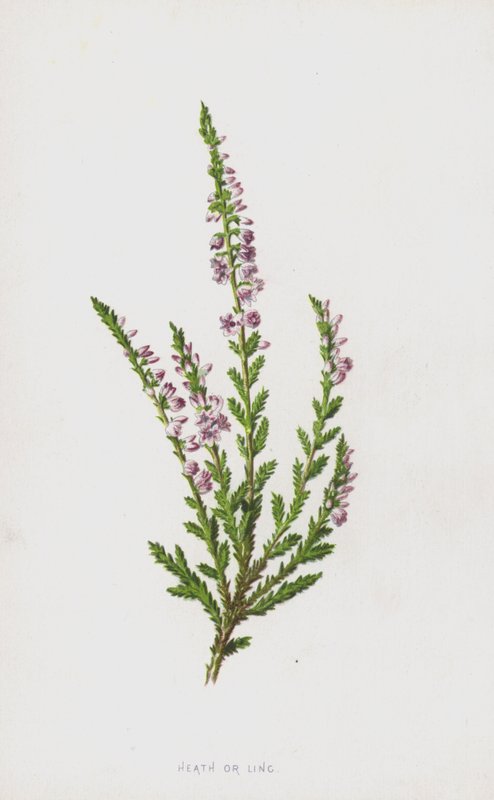 هيث أو لينغ (chromolitho) بواسطة فريدريك إدوارد هولم