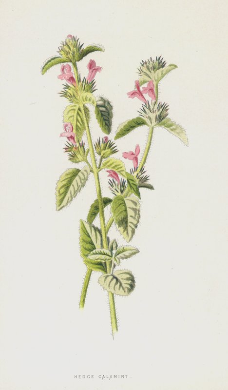 التحوط Calamint (chromolitho) بواسطة فريدريك إدوارد هولم
