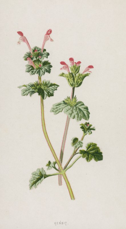 Henbit (chromolitho) بواسطة فريدريك إدوارد هولم