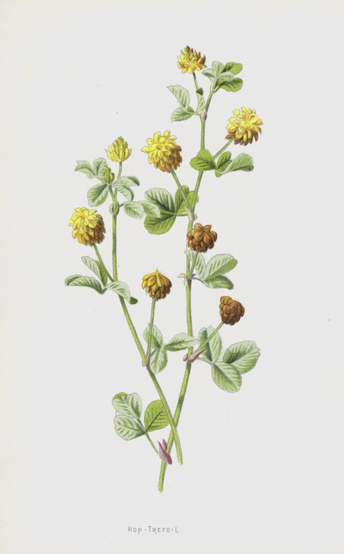 هوب تريفويل (chromolitho) بواسطة فريدريك إدوارد هولم