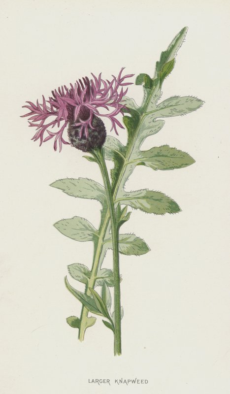 أكبر Knapweed (chromolitho) بواسطة فريدريك إدوارد هولم