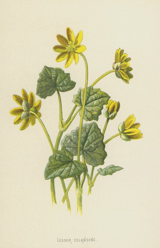 بقلة الخطاطيف الصغرى (chromolitho) بواسطة فريدريك إدوارد هولم