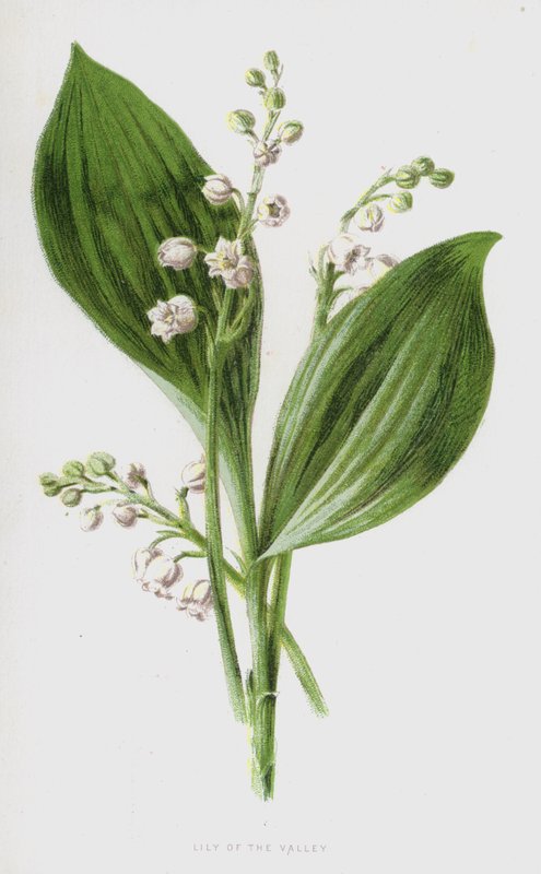 زنبق الوادي (chromolitho) بواسطة فريدريك إدوارد هولم