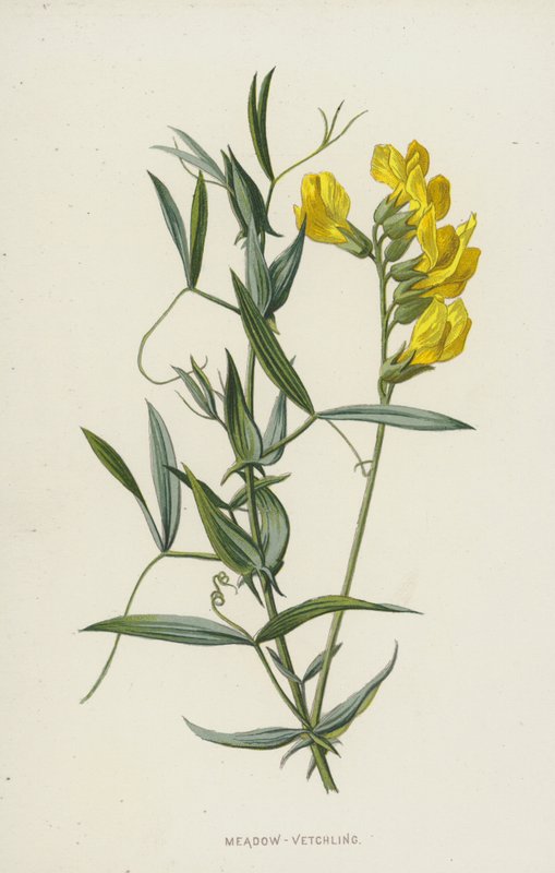 مرج- Vetchling (chromolitho) بواسطة فريدريك إدوارد هولم