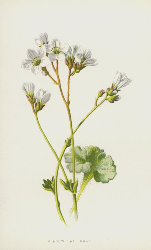 مرج Saxifrage (chromolitho) بواسطة فريدريك إدوارد هولم