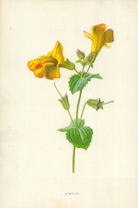 Mimulus بواسطة فريدريك إدوارد هولم