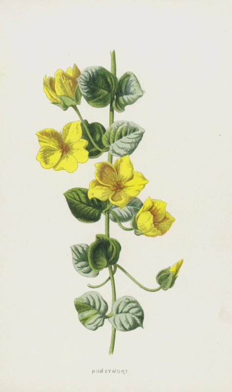 Moneywort (chromolitho) بواسطة فريدريك إدوارد هولم