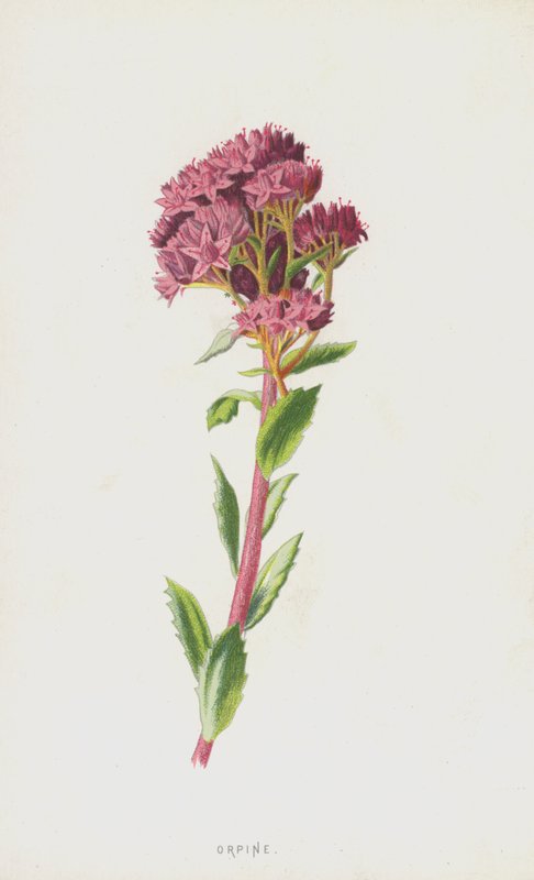 Orpine (chromolitho) بواسطة فريدريك إدوارد هولم