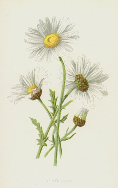 أقحوان Ox-Eye (chromolitho) بواسطة فريدريك إدوارد هولم