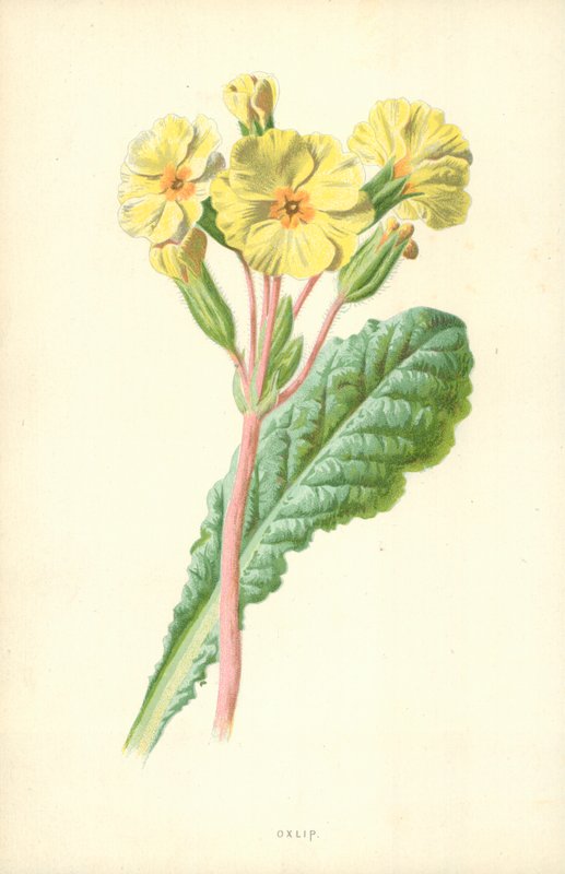 Oxlip بواسطة فريدريك إدوارد هولم