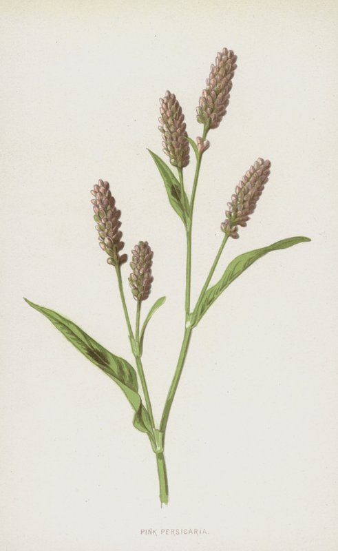 الوردي Persicaria (chromolitho) بواسطة فريدريك إدوارد هولم