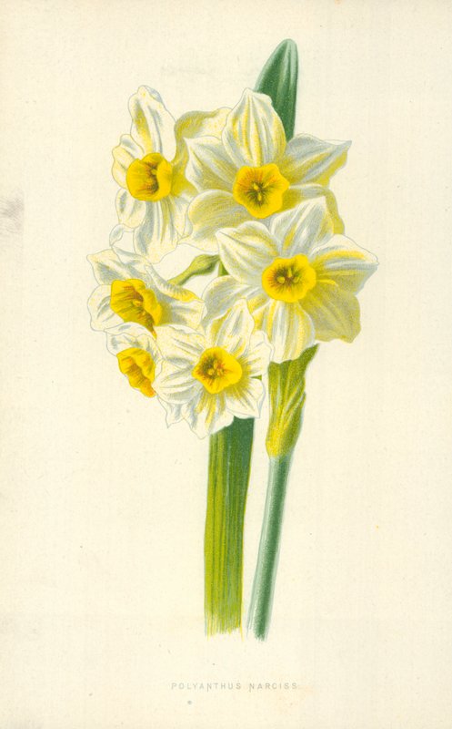Polyanthus Narciss بواسطة فريدريك إدوارد هولم