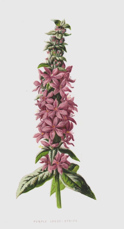 أرجواني فضفاض الفتنة (chromolitho) بواسطة فريدريك إدوارد هولم
