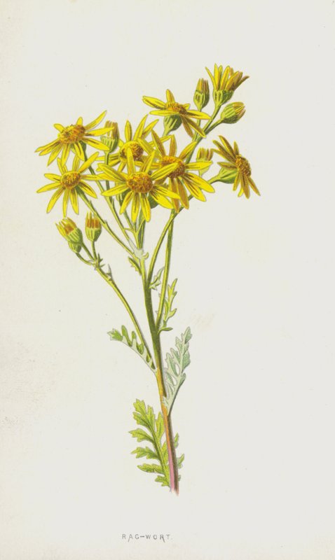 Rag-Wort (chromolitho) بواسطة فريدريك إدوارد هولم