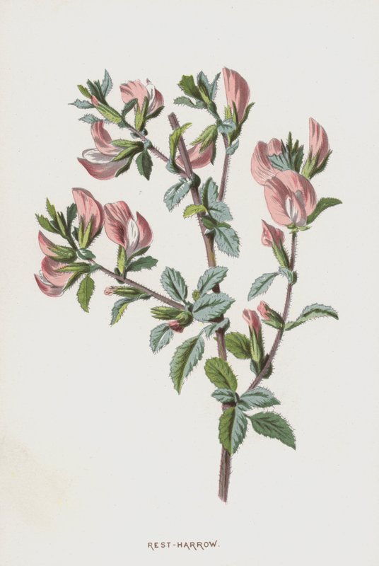 Rest-Harrow (chromolitho) بواسطة فريدريك إدوارد هولم