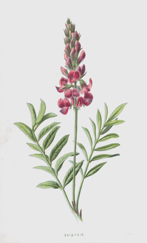 Sainfoin (chromolitho) بواسطة فريدريك إدوارد هولم