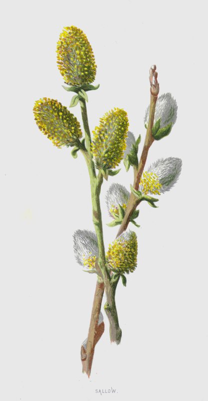 Sallow (chromolitho) بواسطة فريدريك إدوارد هولم