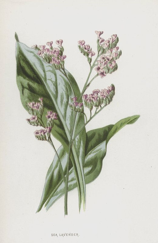 Sea Lavender (كروموليثو) بواسطة فريدريك إدوارد هولم