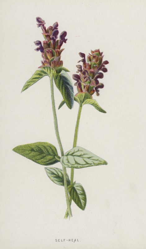 الشفاء الذاتي (chromolitho) بواسطة فريدريك إدوارد هولم