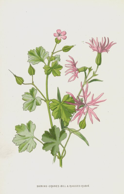 Shining-Cranes-Bill and Ragged-Robin (chromolitho) بواسطة فريدريك إدوارد هولم