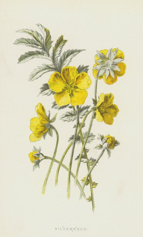 الطحالب الفضية (chromolitho) بواسطة فريدريك إدوارد هولم