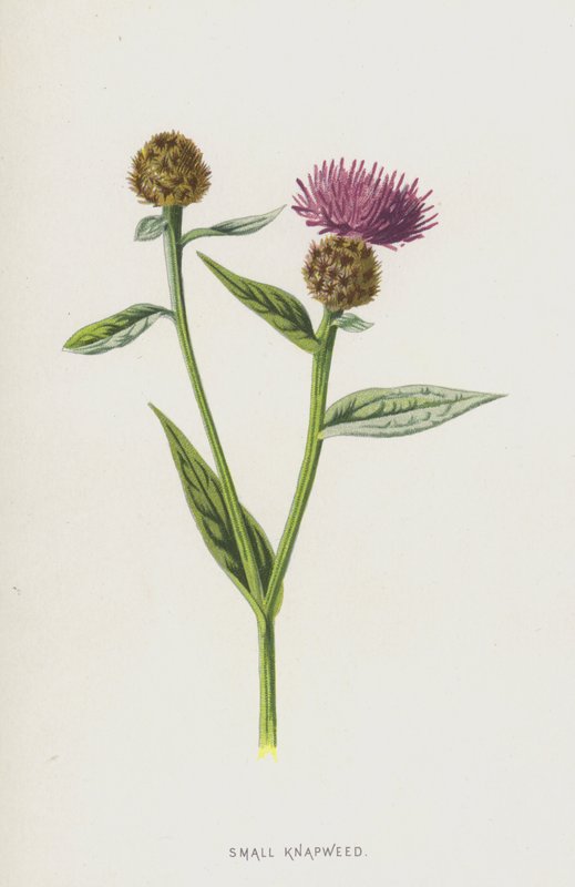الأعشاب الصغيرة (chromolitho) بواسطة فريدريك إدوارد هولم