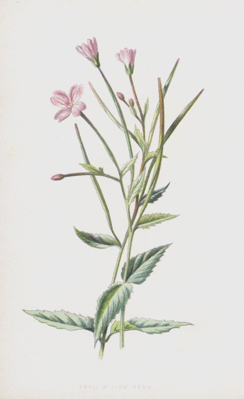 عشب الصفصاف الصغير (chromolitho) بواسطة فريدريك إدوارد هولم