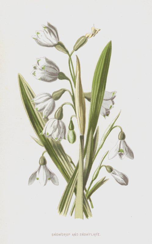 Snowdrop و Snowflake (chromolitho) بواسطة فريدريك إدوارد هولم