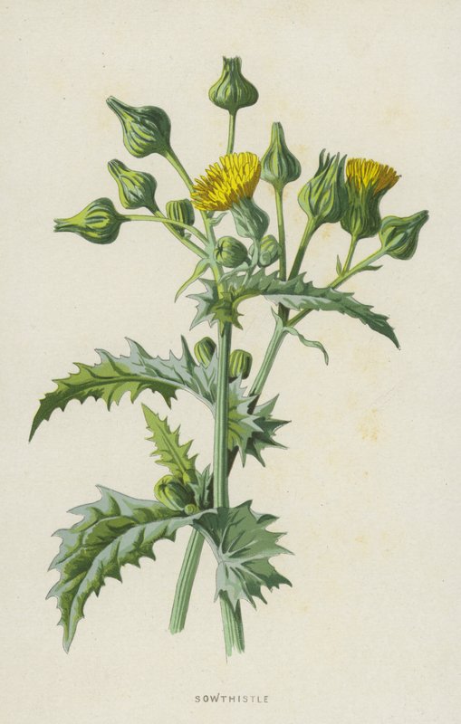 Sowthistle (chromolitho) بواسطة فريدريك إدوارد هولم