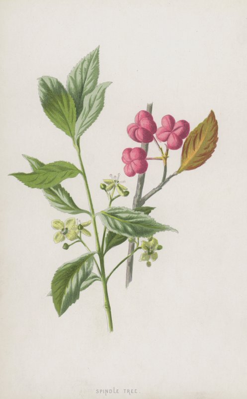 شجرة المغزل (chromolitho) بواسطة فريدريك إدوارد هولم
