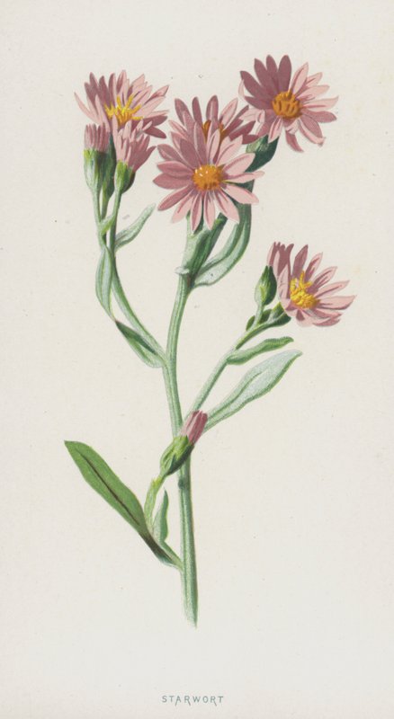 Starwort (chromolitho) بواسطة فريدريك إدوارد هولم