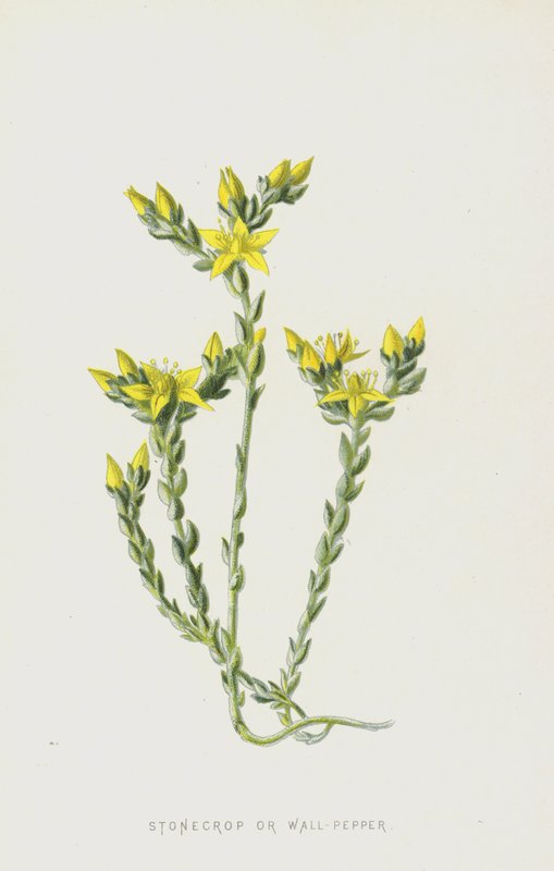 Stonecrop أو Wall-Pepper (chromolitho) بواسطة فريدريك إدوارد هولم