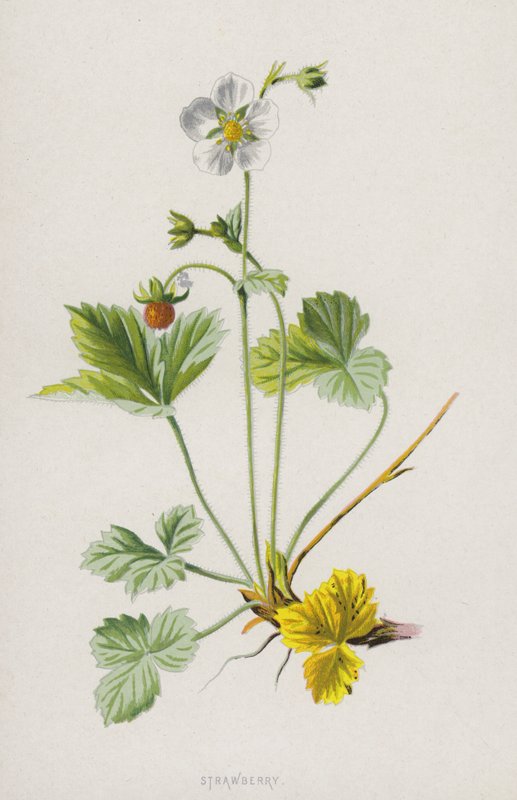 الفراولة (chromolitho) بواسطة فريدريك إدوارد هولم